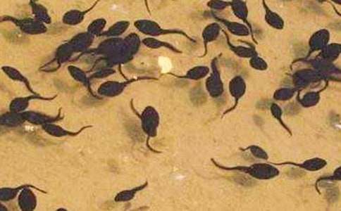 С���������̰���ƪ