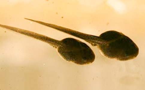 С���������̰�����15ƪ