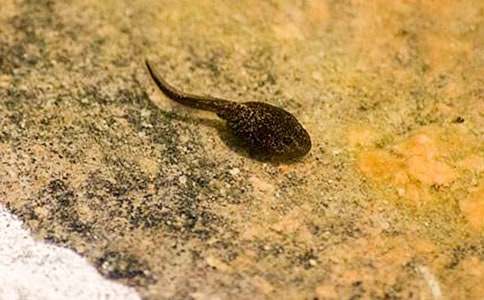 �й�С���������̰�ģ��10ƪ