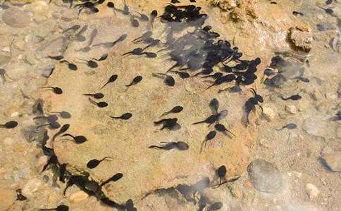 С���������̰�