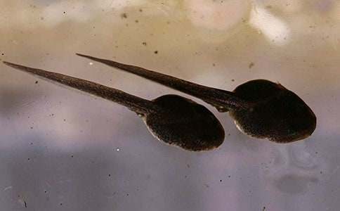 �����š�С���������̰���ƪ