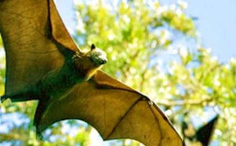 ��������״��ѧ��˼