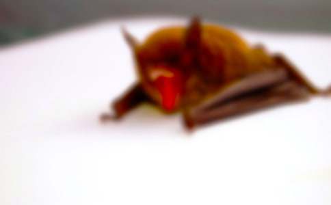 蝙蝠和雷达教学反思